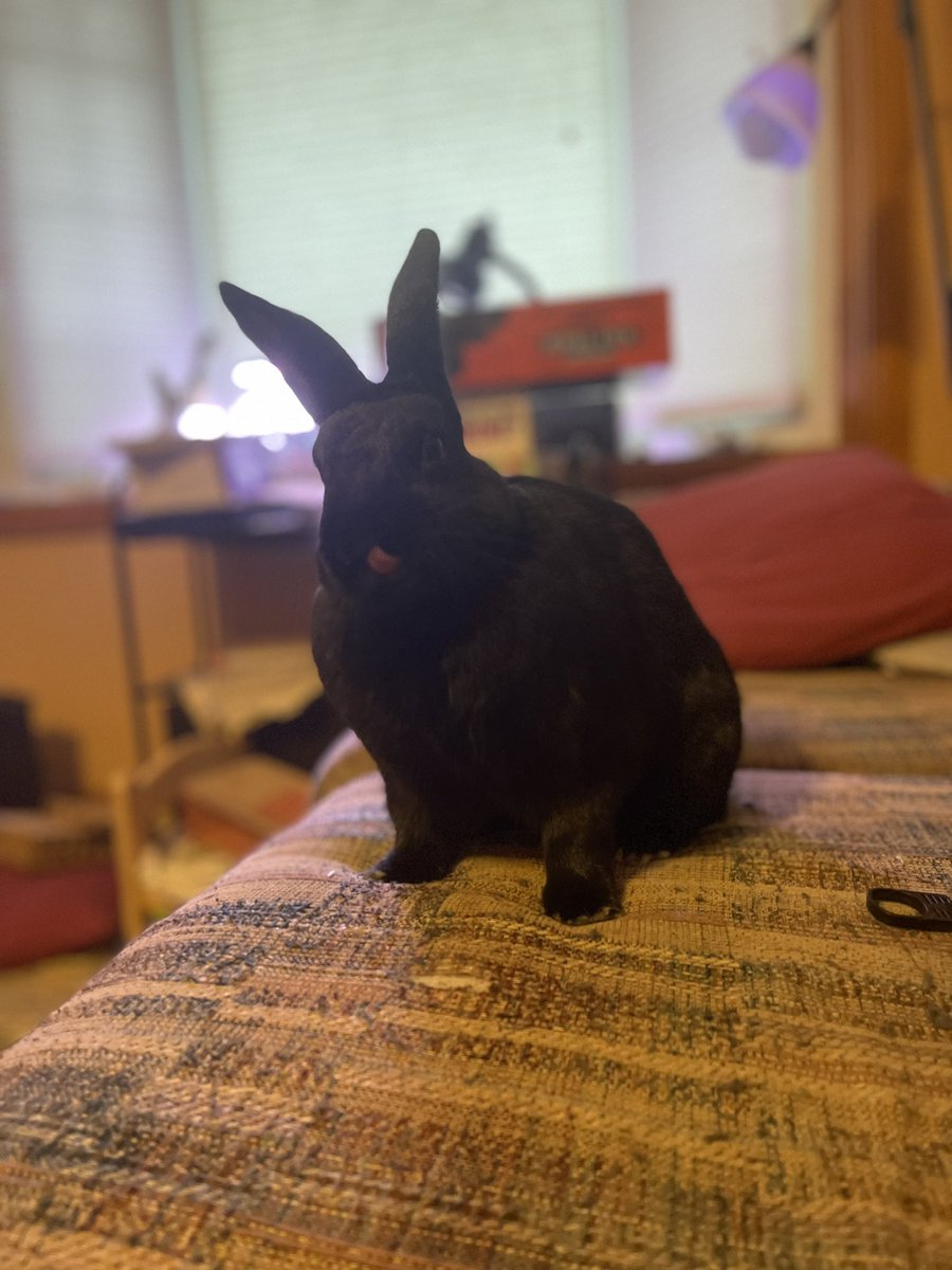 TheSeanCarr's tweet photo. When you’re working on the couch for a bit before feeding the bun. I think he might be sending me a message. https://t.co/fjJSNyvLWZ