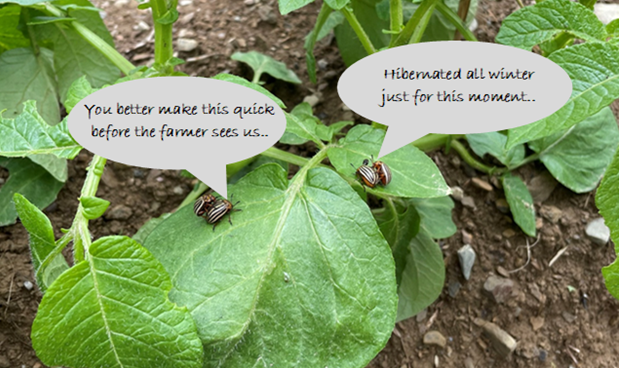 DalGradStudies's tweet photo. Summer is when Colorado potato beetles  🪲  show up to cause havoc in farmers' fields. In his latest @DalOpenThink blog, Agricultural Sciences PhD student @humphrey_maambo looks at what can be done to deal with these pests: https://t.co/uj0QVQ2M4v https://t.co/n70CN5KVvX
