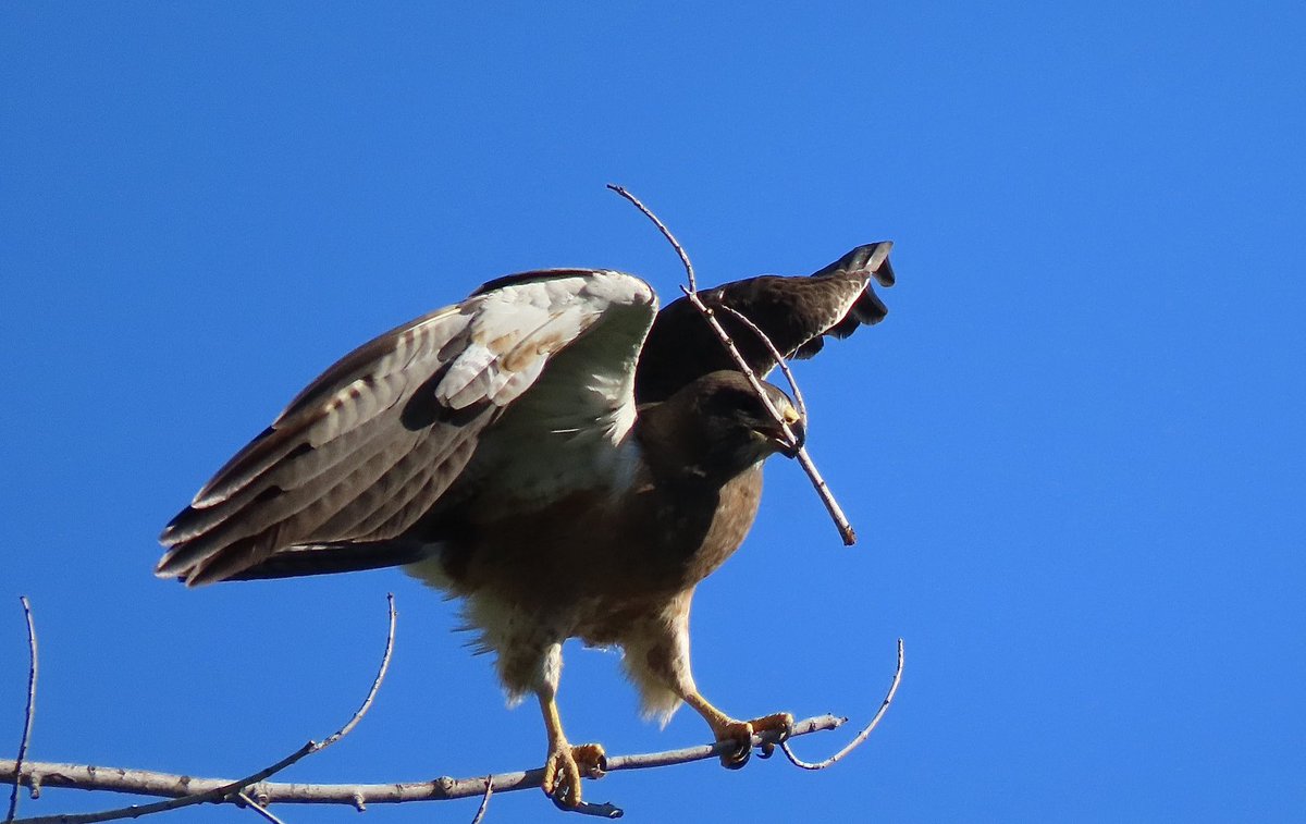 Nesting!! 🎉
#SwainsonsHawk
#CObirds