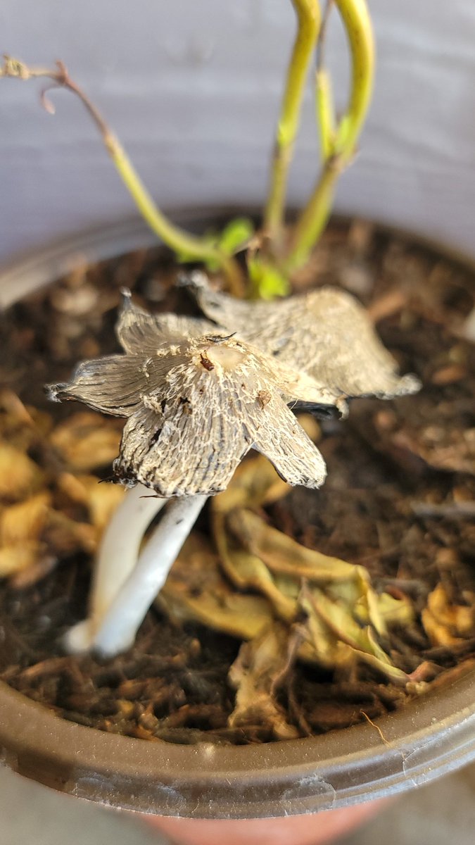 UnityLilac's tweet image. 