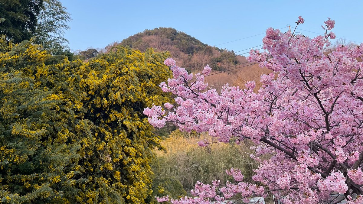 VpbqMfr1Lyjm6hN's tweet photo. Yellow and pink blossoms☺️ https://t.co/GsPSgDLO6M