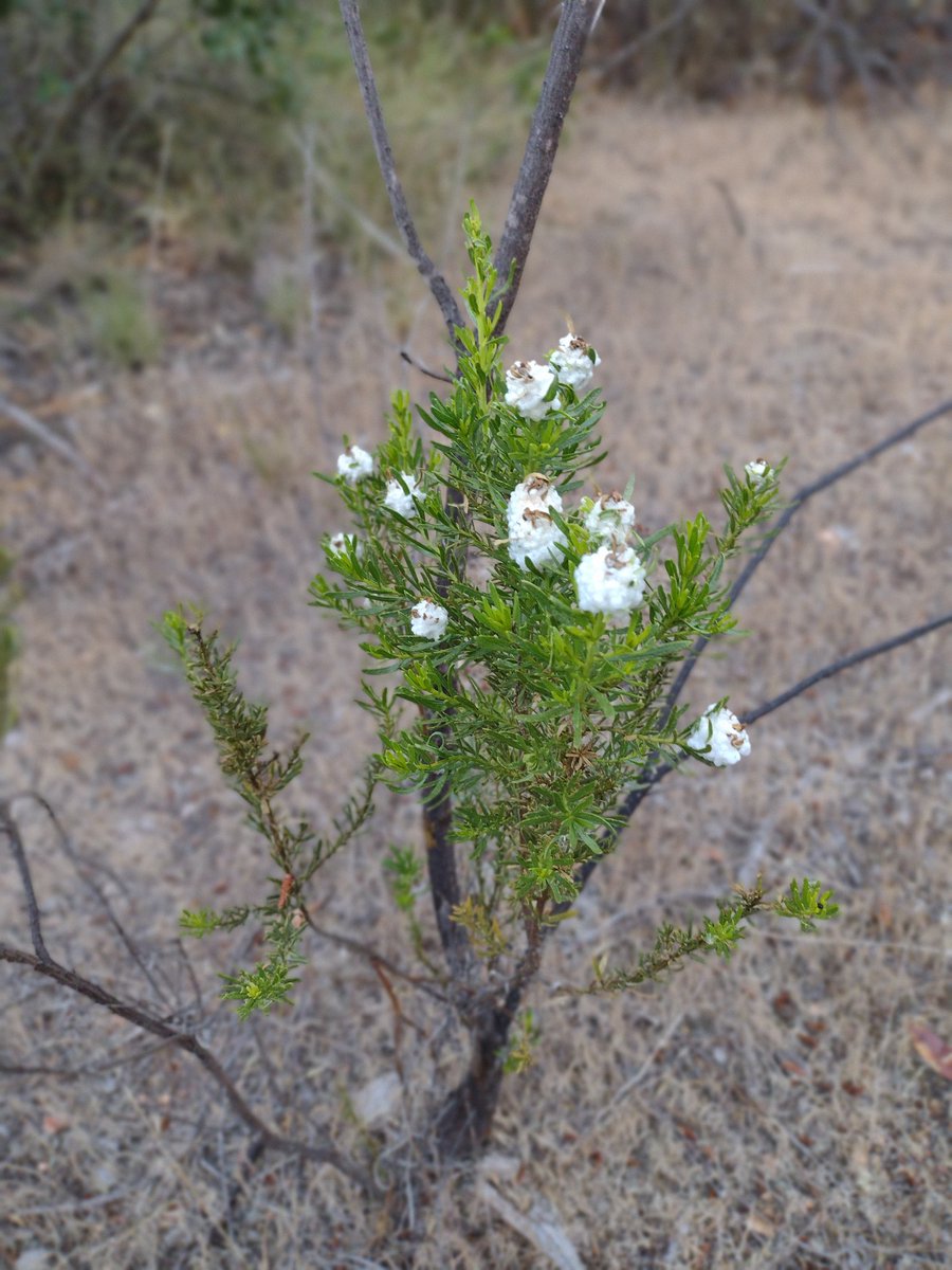 munozd_r's tweet photo. Flores silvestres de mi terruño.... https://t.co/wPPSO0GbBV
