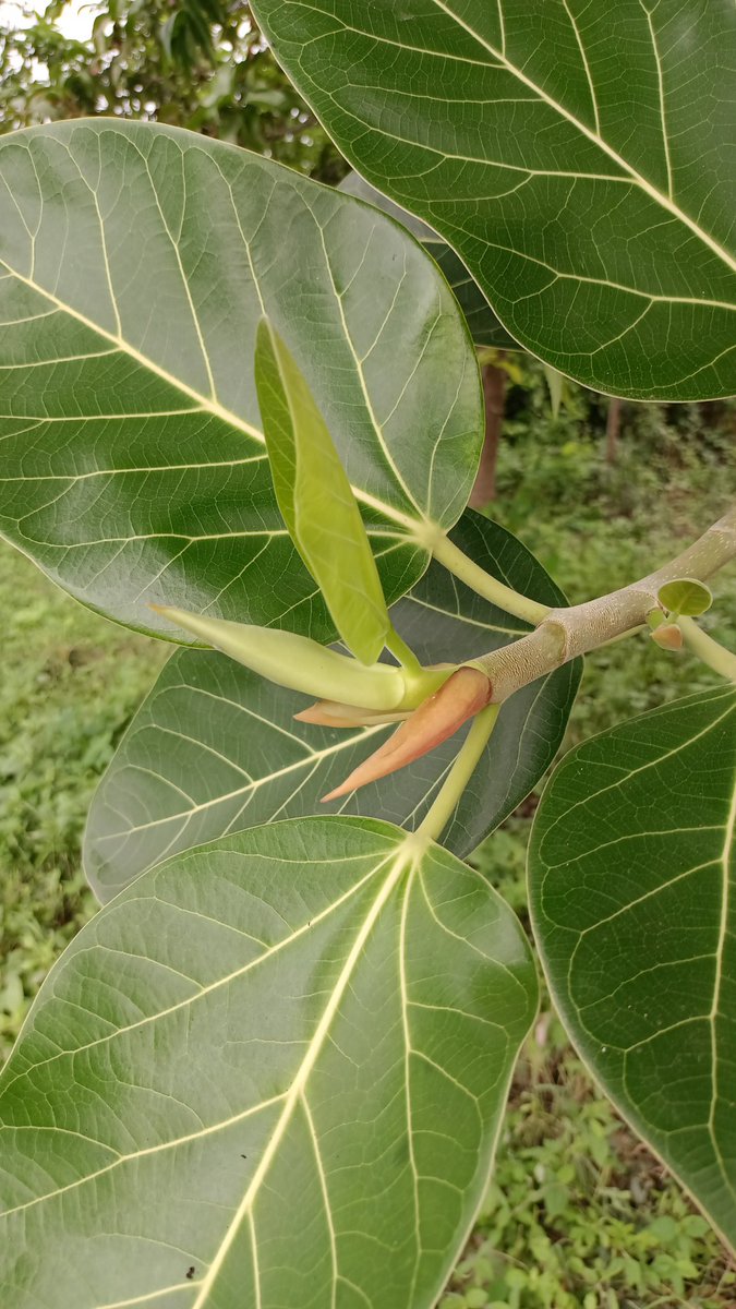 @plantbotany Ficus spe. Stipules and leaf