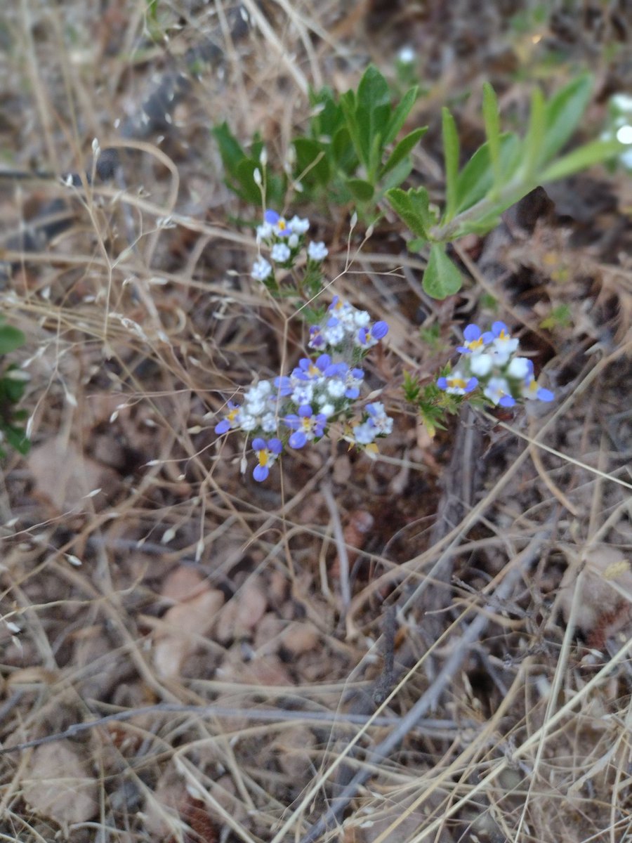 munozd_r's tweet photo. Flores silvestres de mi terruño.... https://t.co/wPPSO0GbBV