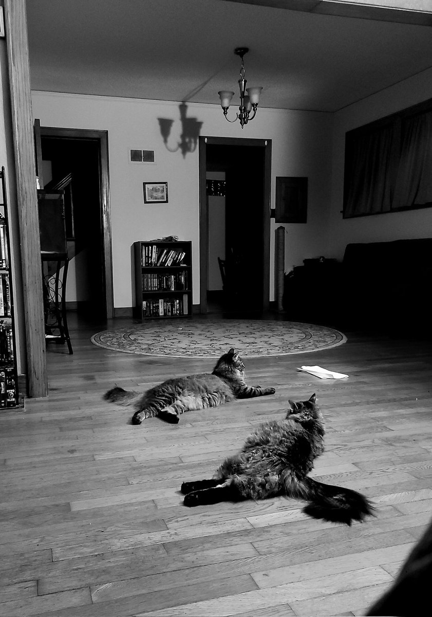 Lady__Gotham's tweet photo. Niko &amp; Eevee #CatsOfTwitter https://t.co/Y1kBFn8eBC