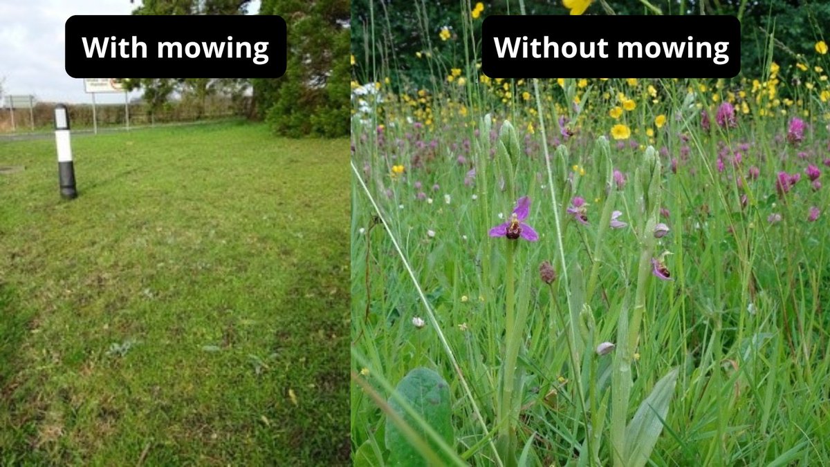 Southsomersetdc's tweet photo. Rare bee orchids that were identified as being at risk due to proposed verge cutting on the A356 near Stoke-sub-Hamdon, have now been protected after a request from a local resident. We hope you agree that the photos are a testament to the benefits that reduced mowing can bring! https://t.co/WPsRCwx3yO