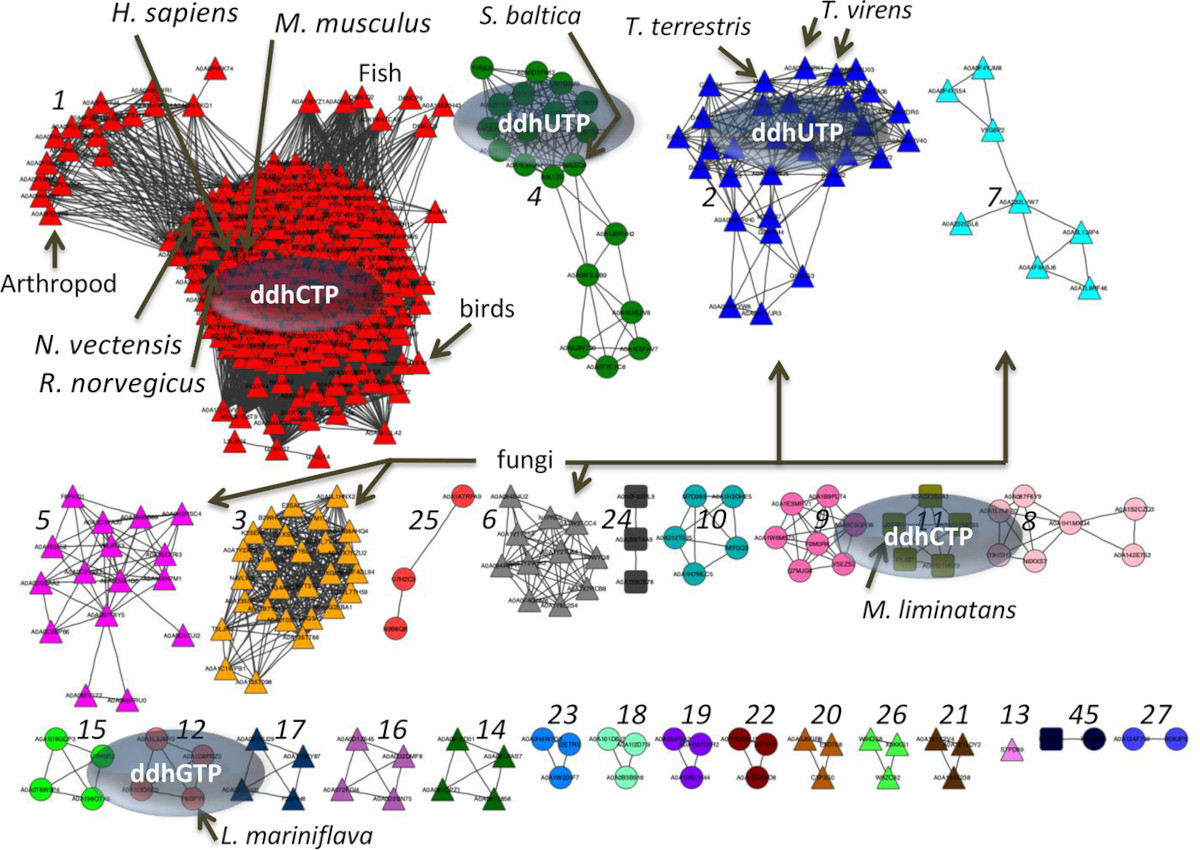 Biochemistry (@biochemistryacs) on Twitter photo Viperin is a radical SAM protein that inhibits flaviviruses. But what do viperin-like enzymes do?
Lachowicz et al <a href="/EinsteinMed/">Albert Einstein College of Medicine - Official</a> show these enzymes use the same "ddh-synthase" reaction, pointing to an evolutionarily conserved host defense strategy.
pubs.acs.org/doi/10.1021/ac…
#tbt Viperin is a radical SAM protein that inhibits flaviviruses. But what do viperin-like enzymes do?
Lachowicz et al <a href="/EinsteinMed/">Albert Einstein College of Medicine - Official</a> show these enzymes use the same "ddh-synthase" reaction, pointing to an evolutionarily conserved host defense strategy.
pubs.acs.org/doi/10.1021/ac…
#tbt