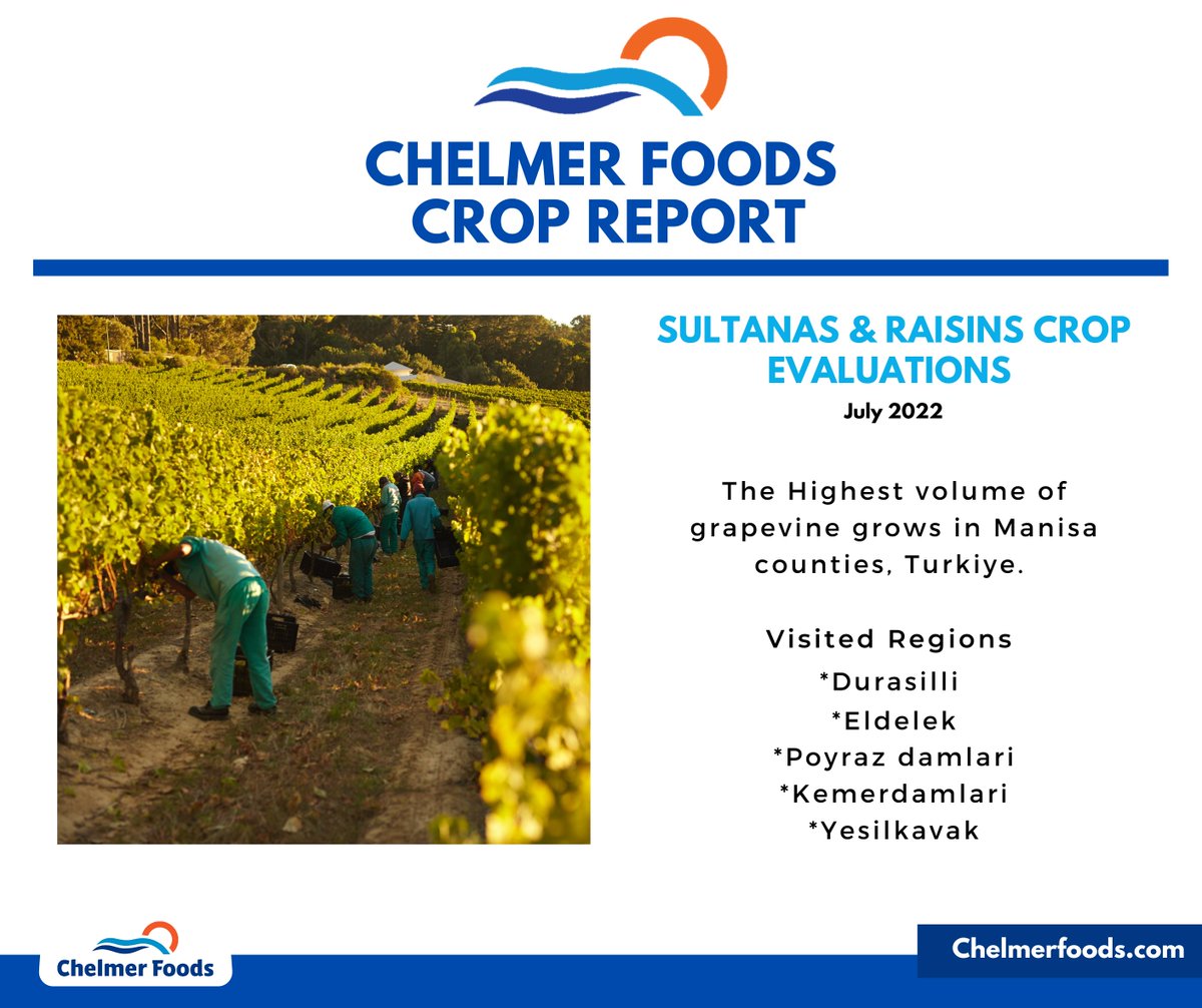 Chelmer Foods Exclusive Report
Our team in #Turkey has given us more insight on this year’s #Sultanas &amp; #Raisins #harvest

Read our full report below: chelmerfoods.com/news/sultanas-…