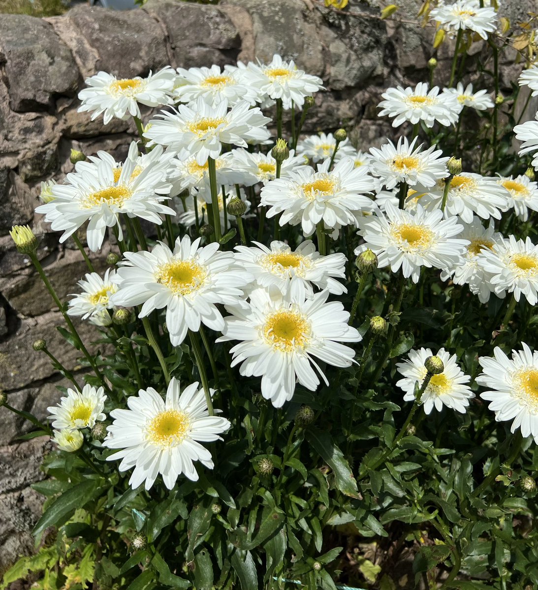 belviderefondo's tweet photo. Summer in Dolphinholme https://t.co/fItmcor0KP