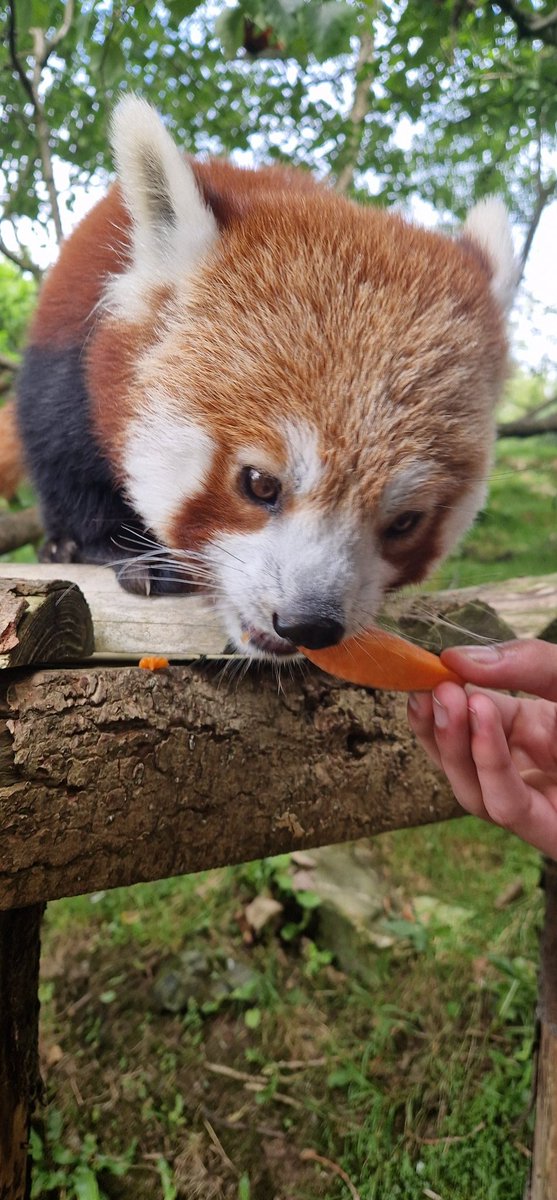 Ema Bown tweet media