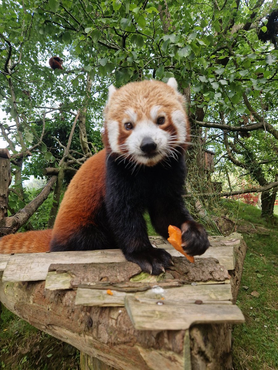 Ema Bown tweet media