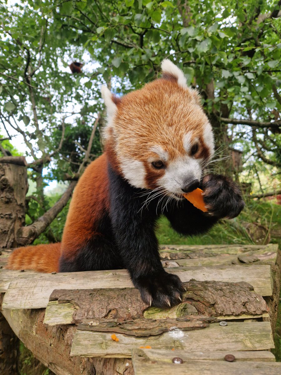 Ema Bown tweet media