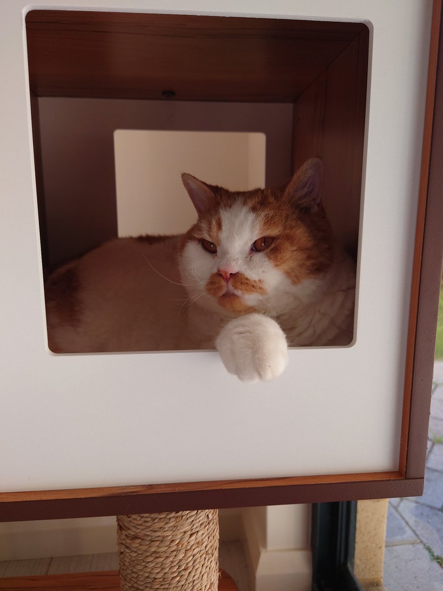 bronzitte's tweet image. 扶朕起来