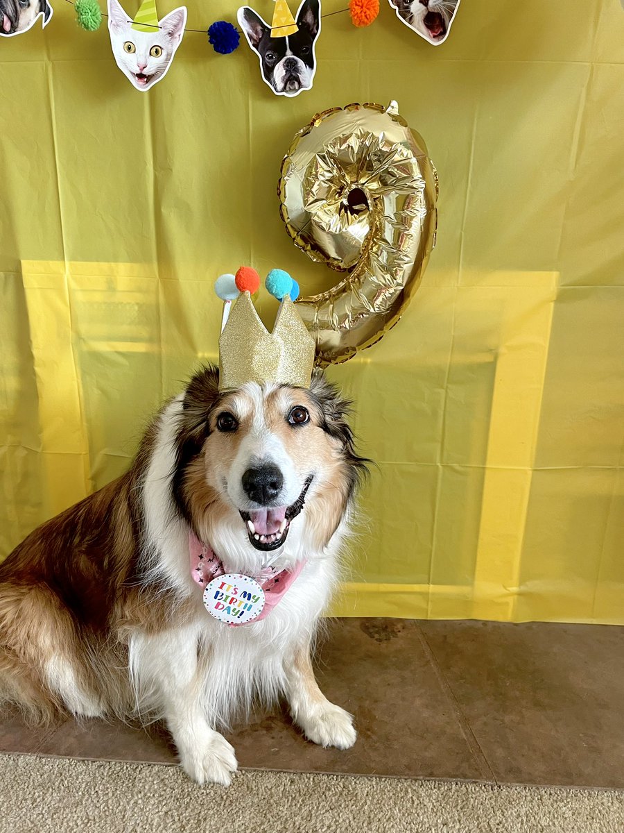 WilmaBenton19's tweet photo. Today is going to be a really fun day because I’m the BIRTHDAY girl! #9! Cake and presents and puppachinos are all happening today. 🥮🎁🍦
#dogsoftwitter #birthday #dogs https://t.co/s3m115Sr6h