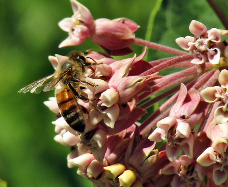 Here's a recent photo I was able to capture of a busy honey bee at work, collecting pollen and nectar in order to make honey near #ActonON! <a href="/ShannBradbury/">Shannon Campbell</a>