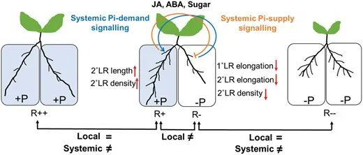 Local &amp; systemic responses conferring acclimation of #Brassica napus roots to low #phosphorus conditions bit.ly/390i2zQ
#ABA #jasmonicacid #phosphate #ROS #sugar,