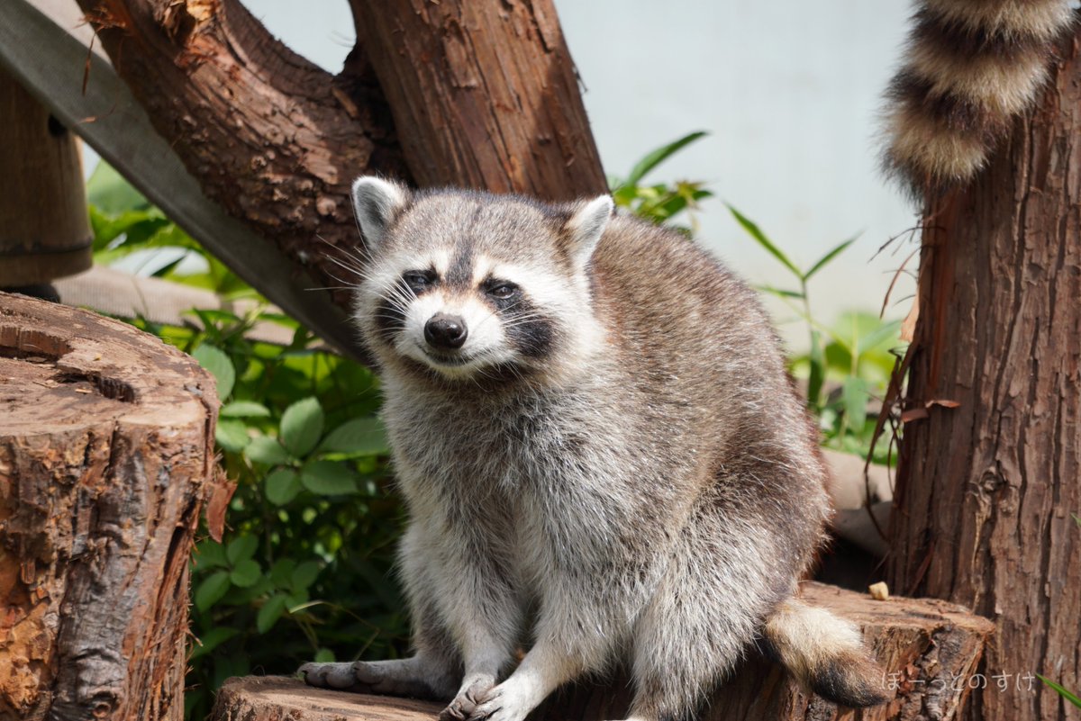 تويتر アライグマ البحث في تويتر