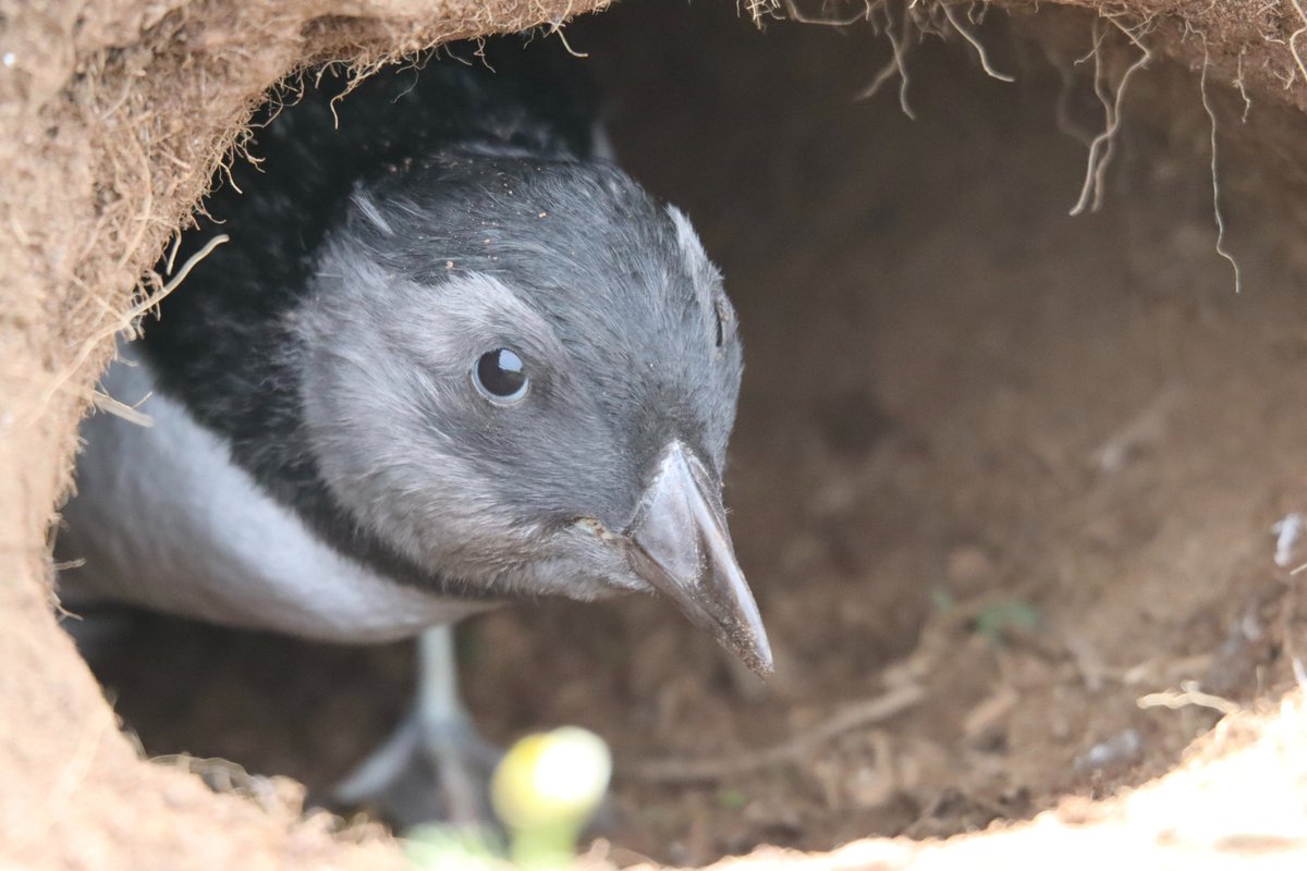 skomer_island's tweet photo. #FunFactFriday 🐧 Puffin chicks look quite different to their parents 🐤 38 days after hatching, #pufflings make their way to sea 🌊 Fledging occurs at night, when predation risk is lower ⭐🌙
📸 Skomer Volunteer Warden
@WTSWW @WTWales @WildlifeTrusts @visitwales @VisitPembs https://t.co/V3hBH05TLg