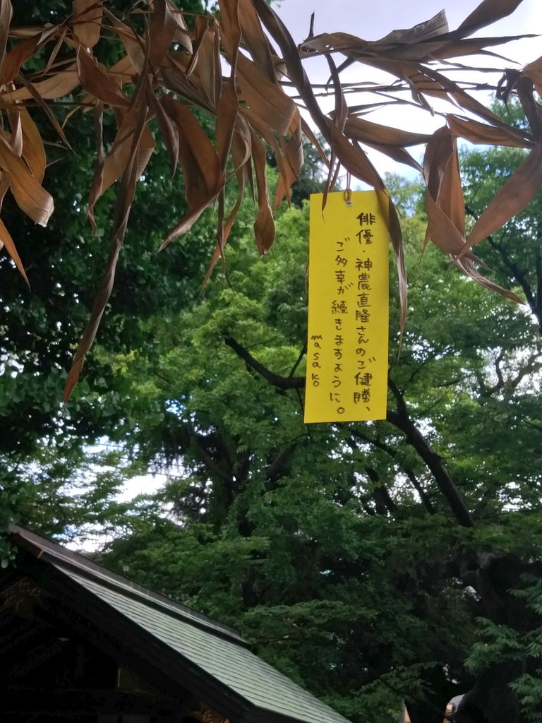 masako0404's tweet photo. 🎋 https://t.co/xn3wV0PZnw