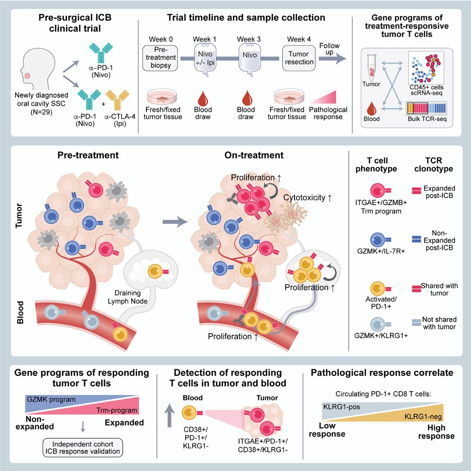 Out now our <a href="/CellCellPress/">Cell</a> scRNA/TCRSeq manuscript on #neoadjuvant #HNSCC anti-PD1+/- CTLA4 samples sciencedirect.com/science/articl…! Work w/ Wucherpfennig lab/ALuoma/SSuo. Key findings on TRM cells/early predictors of response <a href="/DanaFarberNews/">Dana-Farber News</a> <a href="/BrighamRadOnc/">Brigham and Women’s Radiation Oncology</a> <a href="/DrUppaluri/">Ravi Uppaluri, MDPhD</a> <a href="/DrHaddadRobert/">Robert Haddad</a>