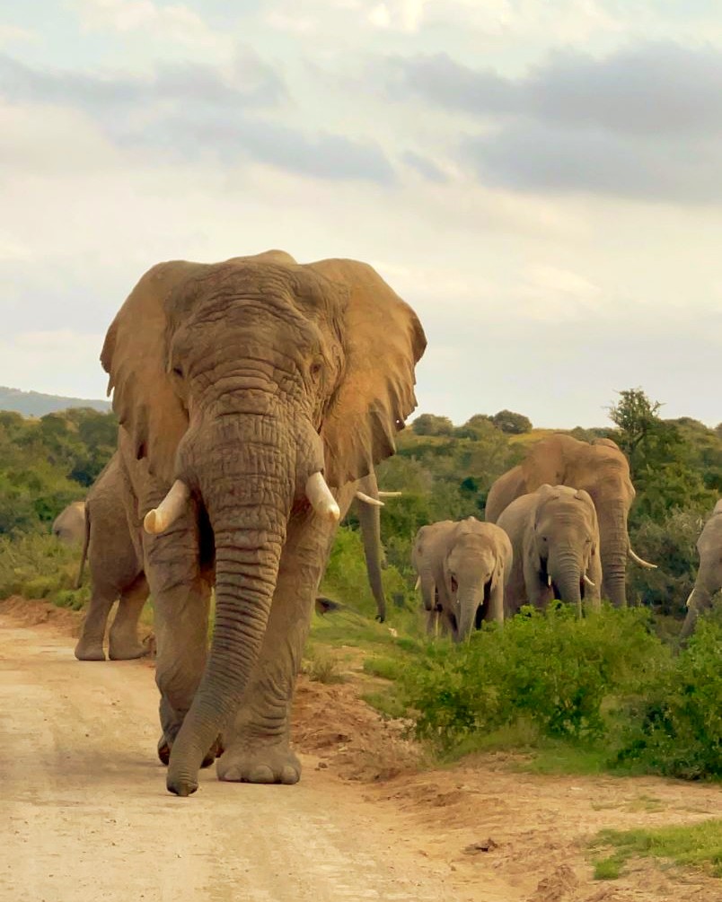 What do you call a traffic jam in South Africa? 🐘🌳📸

#Virtuosotravel #Africantravel #luxurytraveladvisor #africanelephant #ShotoniPhone