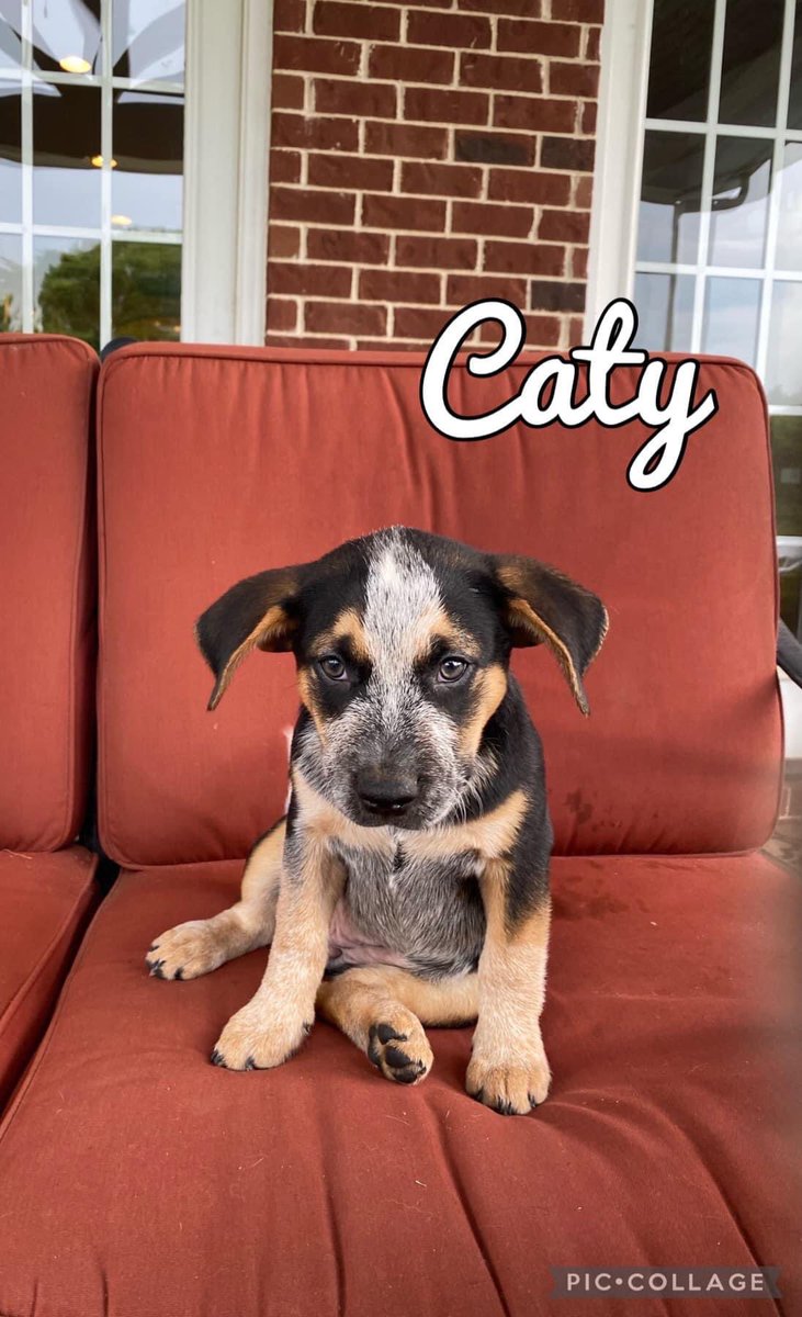 TNProverbs1210's tweet photo. This trio of pups will be amazing pets for some active families. If you enjoy hiking, long walks, and frisbee in the backyard, these babies will be perfect. They are working on house training and love to snuggle!
#AdoptForLife
https://t.co/OoXGHfc25N https://t.co/F5Fw456wGf