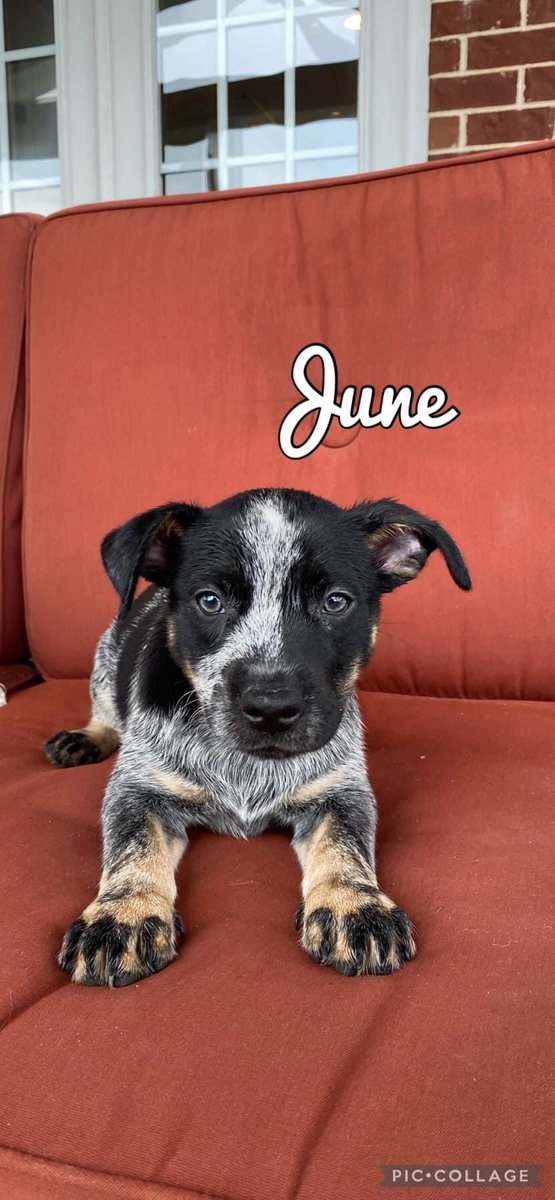 TNProverbs1210's tweet photo. This trio of pups will be amazing pets for some active families. If you enjoy hiking, long walks, and frisbee in the backyard, these babies will be perfect. They are working on house training and love to snuggle!
#AdoptForLife
https://t.co/OoXGHfc25N https://t.co/F5Fw456wGf