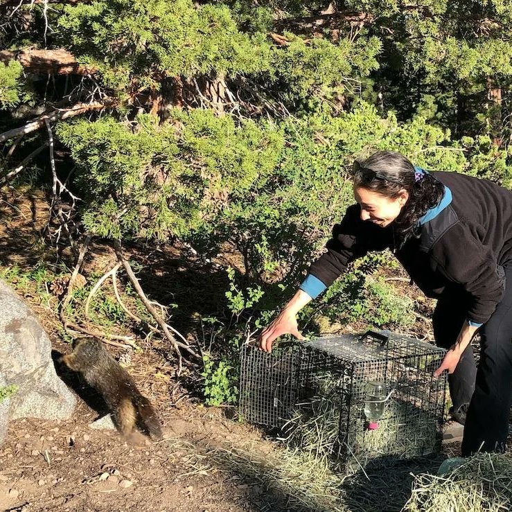 YggdrasilWild's tweet photo. Update on the Meandering Marmot that hitched a ride from Kirkwood to San Francisco. He ended up in a garage after hiding out in the engine compartment of a car for the long drive from Kirkwood. Read the full story https://t.co/YyZ7D4Js6M #sfanimalcare #yggdrasilwildlife https://t.co/E4E0aMvZAZ