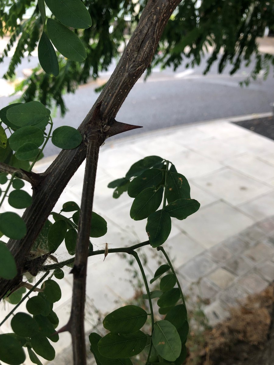 homernigel (@nigelhomer) on Twitter photo Dangerous corner crossing Camley St at Granary St. Can't see speeding motorists because overgrown thorny branches. <a href="/CamdenCouncil/">Camden Council</a> can u send someone with whopper loppers? Dangerous corner crossing Camley St at Granary St. Can't see speeding motorists because overgrown thorny branches. <a href="/CamdenCouncil/">Camden Council</a> can u send someone with whopper loppers?