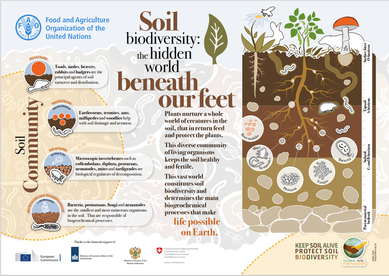 UNCCD's tweet photo. #Biodiversity also means #SoilBiodiversity, uniquely adapted to regions, ecosystems and climate zones. 

Soil biodiversity includes a huge variety of species that determine carbon, nitrogen and water cycles and thus the land's productivity and health.

#United4Land #SoilHealth https://t.co/SDpqQuhwSp