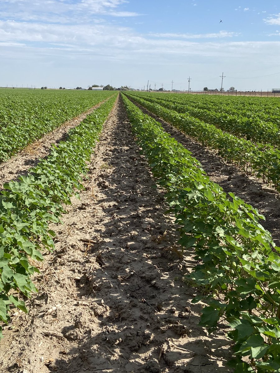 Justin Campbell tweet media