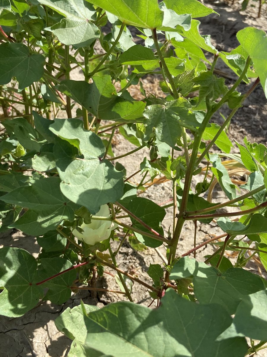 Justin Campbell tweet media