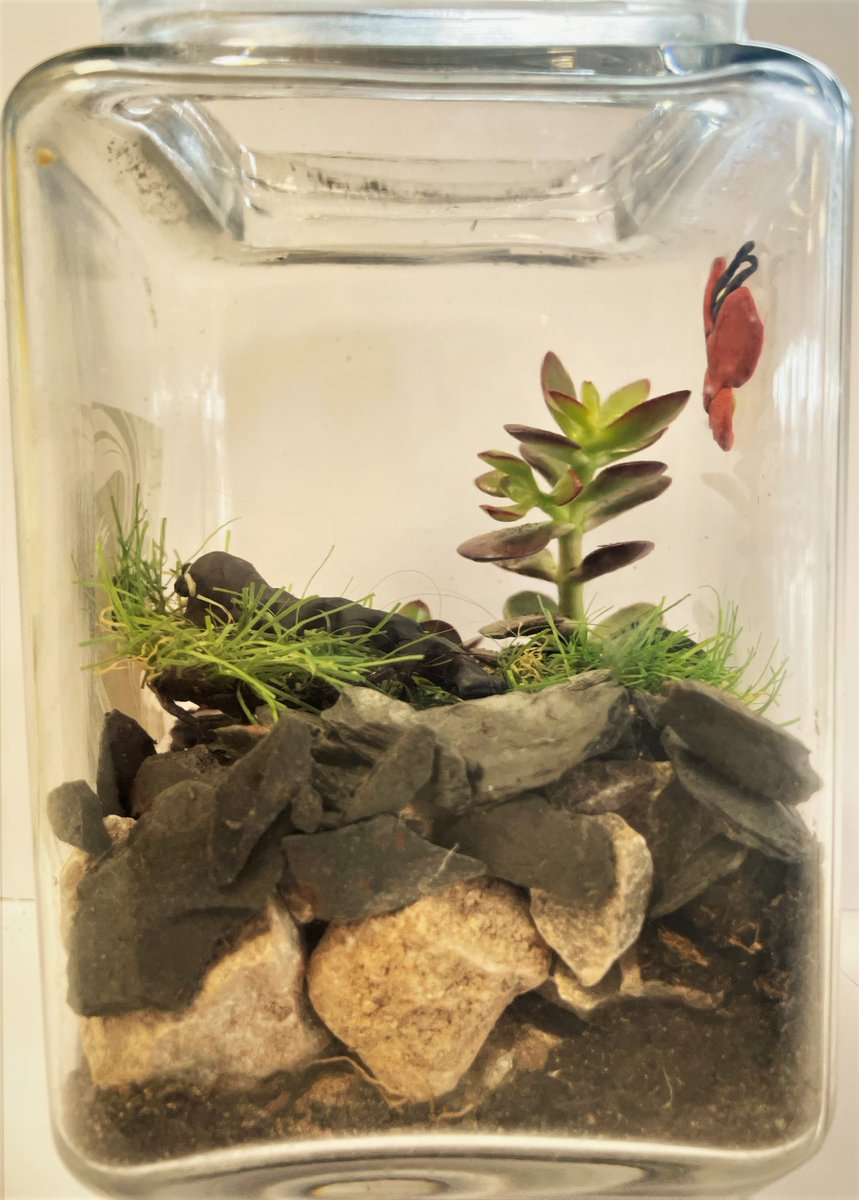 TheWestleighSch's tweet photo. Year 8 have been creating their own mini ecosystems. Some great work here, well done 👏👏👏 https://t.co/Ve2EcoQ2kT