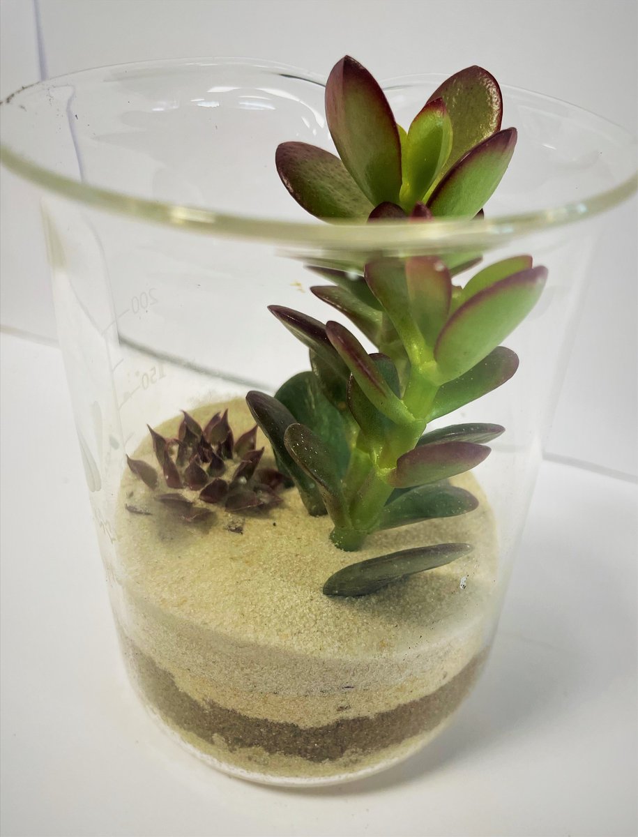 TheWestleighSch's tweet photo. Year 8 have been creating their own mini ecosystems. Some great work here, well done 👏👏👏 https://t.co/Ve2EcoQ2kT
