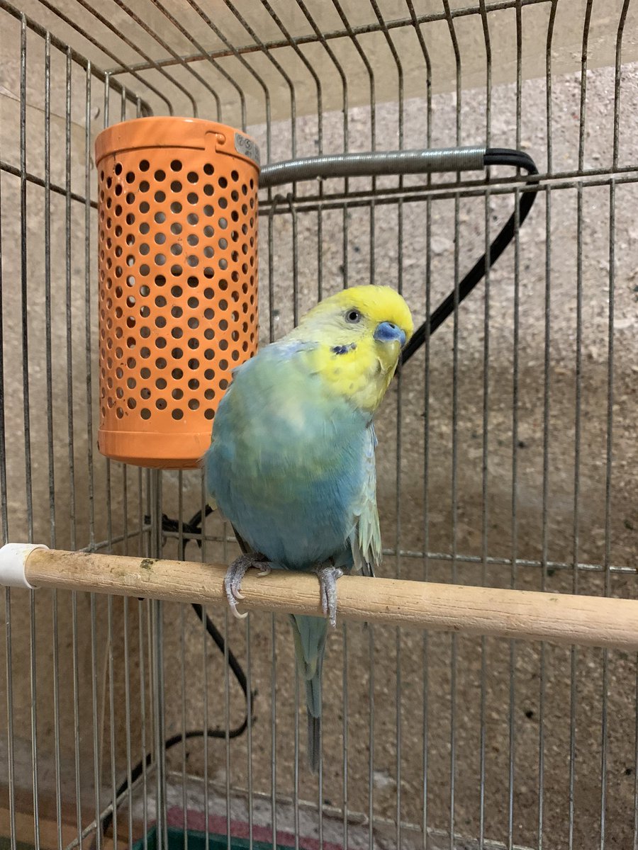 あのね。
星、見えた？

 #セキセイインコ
 # 鳥好きさんと繋がりたい