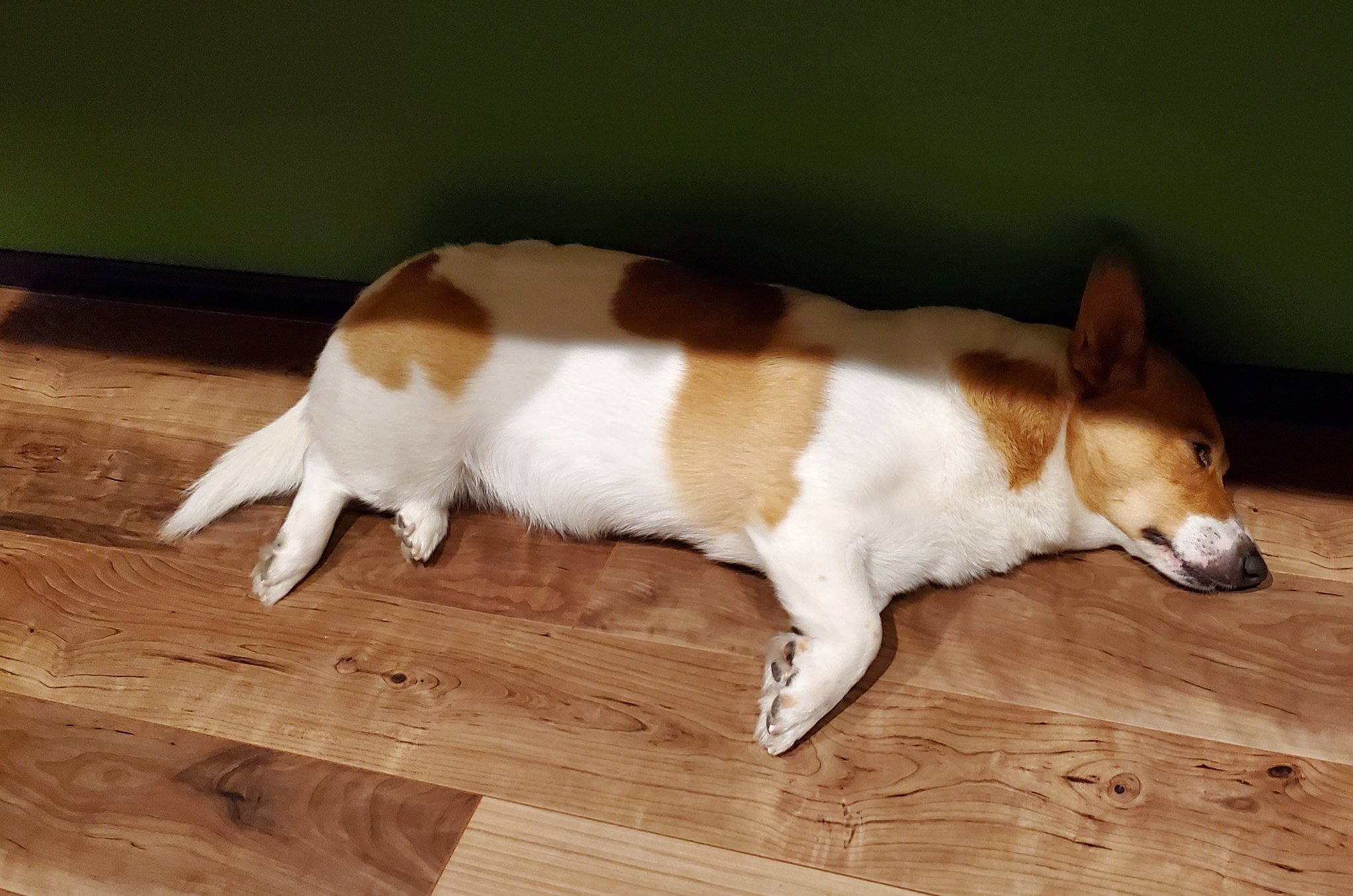 トラウト翔いっちゃんねる 動画編集中 目を開けて寝る我が犬 知らず知らず飼い主と似てくるもんなんだな 笑 トラウト翔いっちゃんねる コーギー 僕も目を開けて寝ます T Co Nyskcxrat6 Twitter