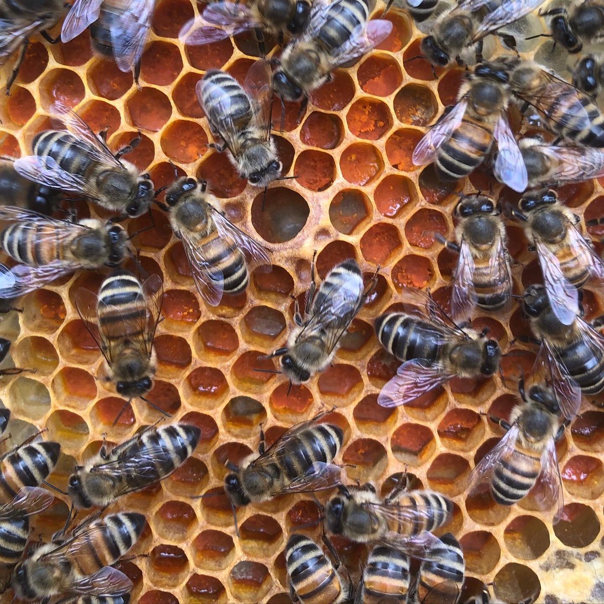 HighgateHoney's tweet photo. Just look at the colour of that pollen!

This vibrant orange give me a surprise today - I think it must be from the ragwort growing near the hives
#pollen #honeybee #beefood #ragwort #2022inbloom #80flowersforbees #growforbees #honeycomb https://t.co/4eG9HMDqLI