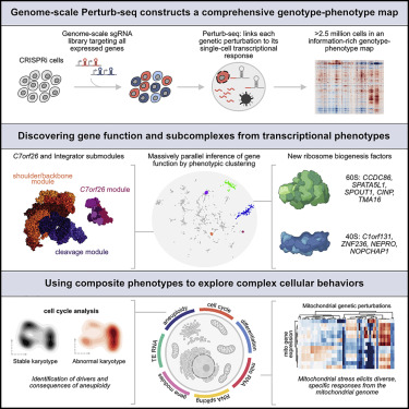 Cell (@cellcellpress) on Twitter photo Out now! Unbiased profiling of genetic perturbations via single-cell RNA sequencing enables systematic assignment of function to genes and in-depth study of complex cellular phenotypes!
#ScienceTwitter
<a href="/JswLab/">Jonathan Weissman's Lab</a> <a href="/WhiteheadInst/">Whitehead Institute</a> <a href="/MIT/">Massachusetts Institute of Technology (MIT)</a>
bit.ly/3yOEG8i Out now! Unbiased profiling of genetic perturbations via single-cell RNA sequencing enables systematic assignment of function to genes and in-depth study of complex cellular phenotypes!
#ScienceTwitter
<a href="/JswLab/">Jonathan Weissman's Lab</a> <a href="/WhiteheadInst/">Whitehead Institute</a> <a href="/MIT/">Massachusetts Institute of Technology (MIT)</a>
bit.ly/3yOEG8i