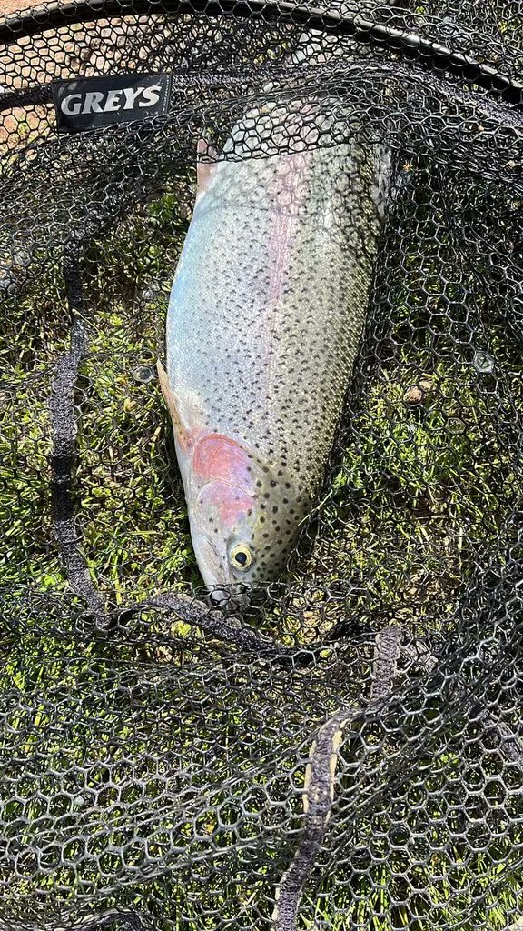 flyfishuk's tweet photo. Fish are feeding heavily on pin fry at the moment close into the bank like 2 feet. The fry are too small to imitate, so my tip is to use a sink tip or intermidate line with a booby on and a slow to medium retrieve. Make sure you bring that fly all the way into the bank. #flyfis https://t.co/S3g3S7aDRj