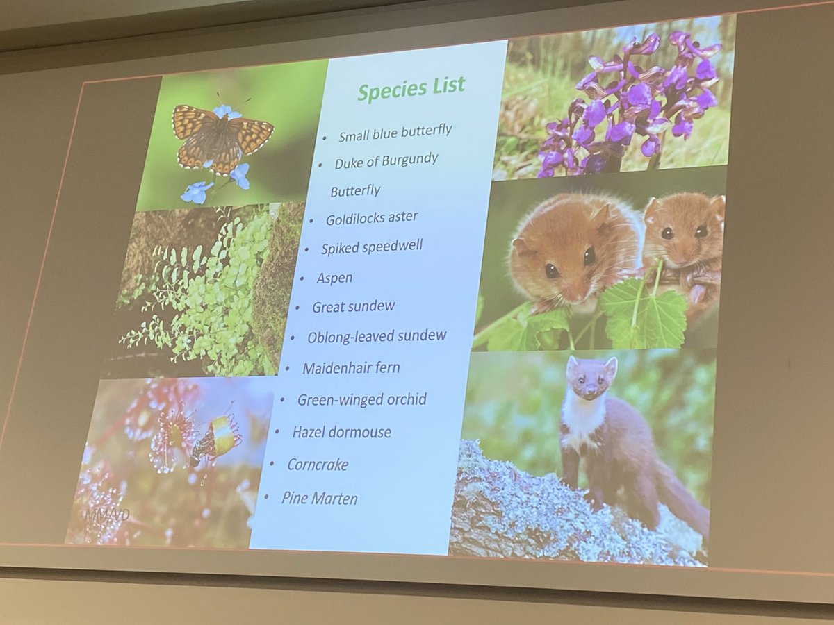 PlacesPrize's tweet photo. Species restoration in Cumbria Back On Our Map with Jo Sayers of uni of Cumbria https://t.co/VUfUC2EkUc