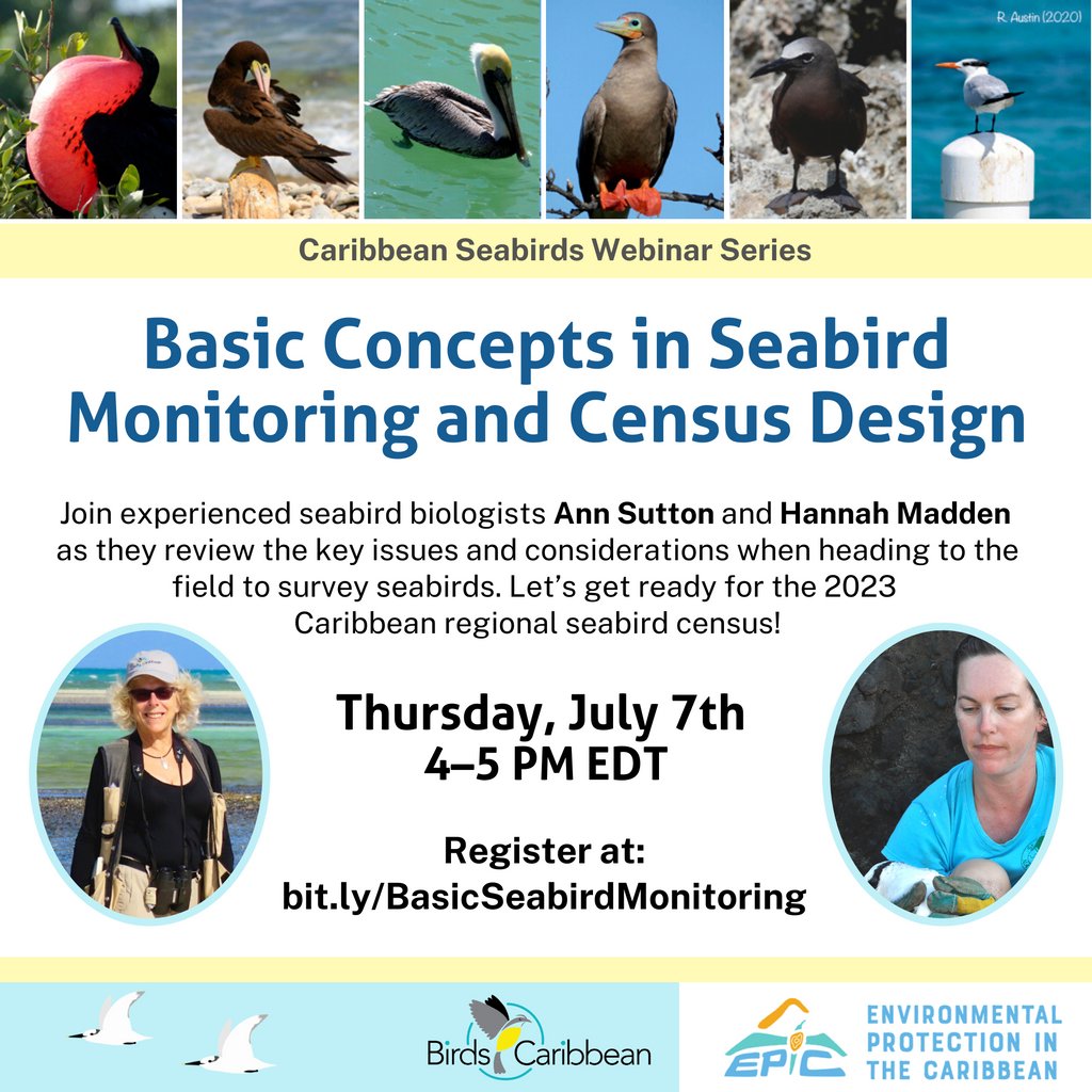 Birds Caribbean tweet media