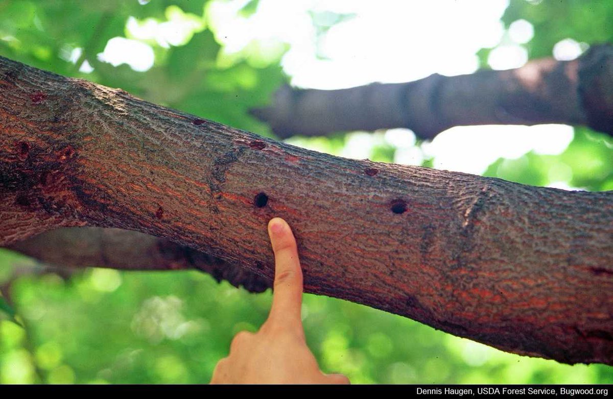 StopALB's tweet photo. In 2010 @FaulknerHosp employee in Boston, reported holes on trees caused by Asian longhorned beetle. Eradicated in 2014, it’s a good reminder to look at trees for #ALB @USDA_APHIS @CityOfBoston @MassDeptAgr @OhioDeptofAg @nyagandmarkets @SCDAgriculture https://t.co/nncswX8u8L https://t.co/gUfVEH8aQx