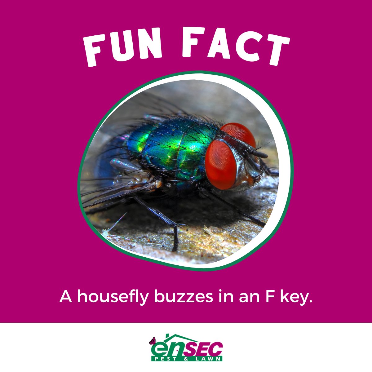EnSecPest's tweet photo. When you hear a house fly buzzing around your home it can be very annoying! However, house flies actually buzz in F key so next time you hear one try to hear this sound.
#EnSec #FunFact https://t.co/YXPtILjond