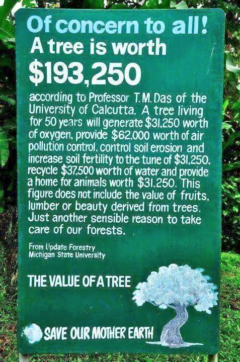 ParveenKaswan's tweet photo. So what is worth of a Tree !! https://t.co/ObeBqb5fLC