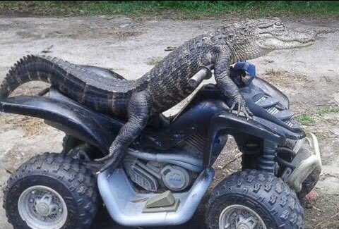 GatorsDaily's tweet photo. i cannot fucking drive https://t.co/hb0i3UnSEU