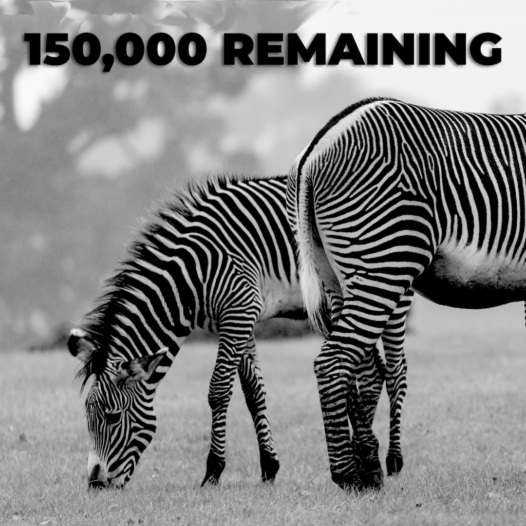 WildlifeProSo's tweet photo. 🦓 Do you know how many different types of zebra there are?  Bonus points if you know how many of each sub-species there are.

https://t.co/00Oa9Qh5xO https://t.co/V1tQaOv0Cs