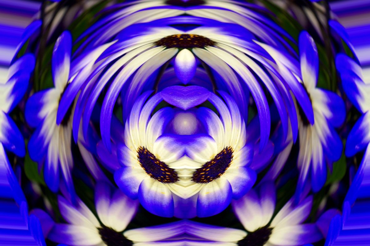 etsyfung's tweet photo. Blue flower https://t.co/OyayQXfhXf