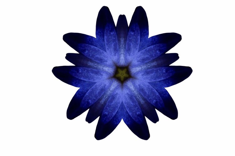 etsyfung's tweet photo. Flower https://t.co/Q0HFTHXbCS
