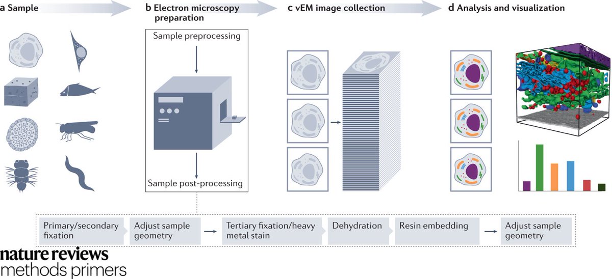 Check it out! Our new @MethodsPrimers about #volumeEM rdcu.be/cQ9Rw @volumeEM1 @cppape @PaulVerkade @avweigel @kdmicheva @Stanford_MCP @LabParton @SchwabYannick @christelgenoud @btitze @EM_STP @KedarNarayan2