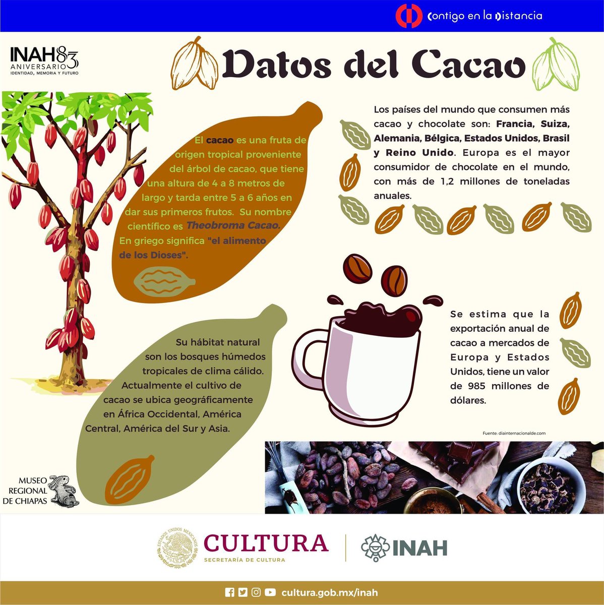 Curiosidades del cacao